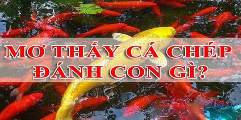 Mơ thấy cá chép đánh con gì?